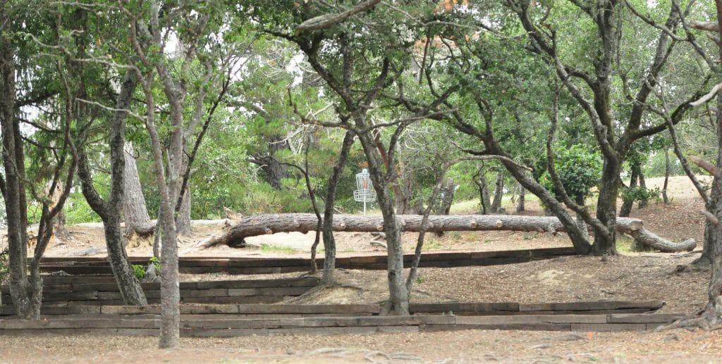 Santa Cruz's DeLaveaga Park presents more danger than most courses. Photo: PDGA