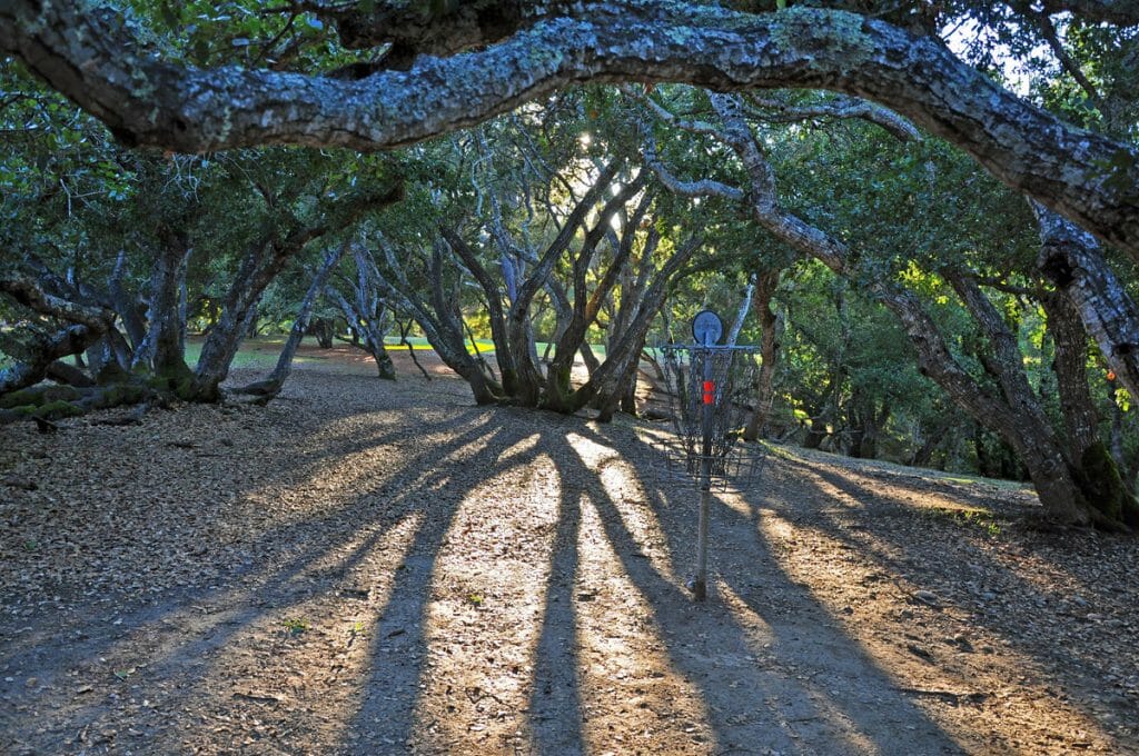 13 Basket Shadows